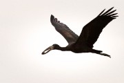 Open-billed stork : 2014 Uganda